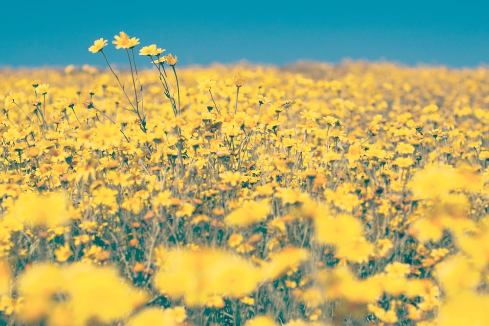 Using Buffer to Grow a Paid Newsletter's Traffic by 2.5x