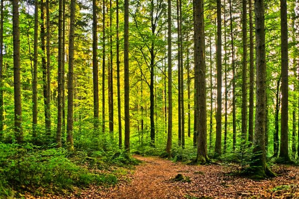 Turning Our Startup Into a Forest: How Working With No Managers Creates A New Ecosystem