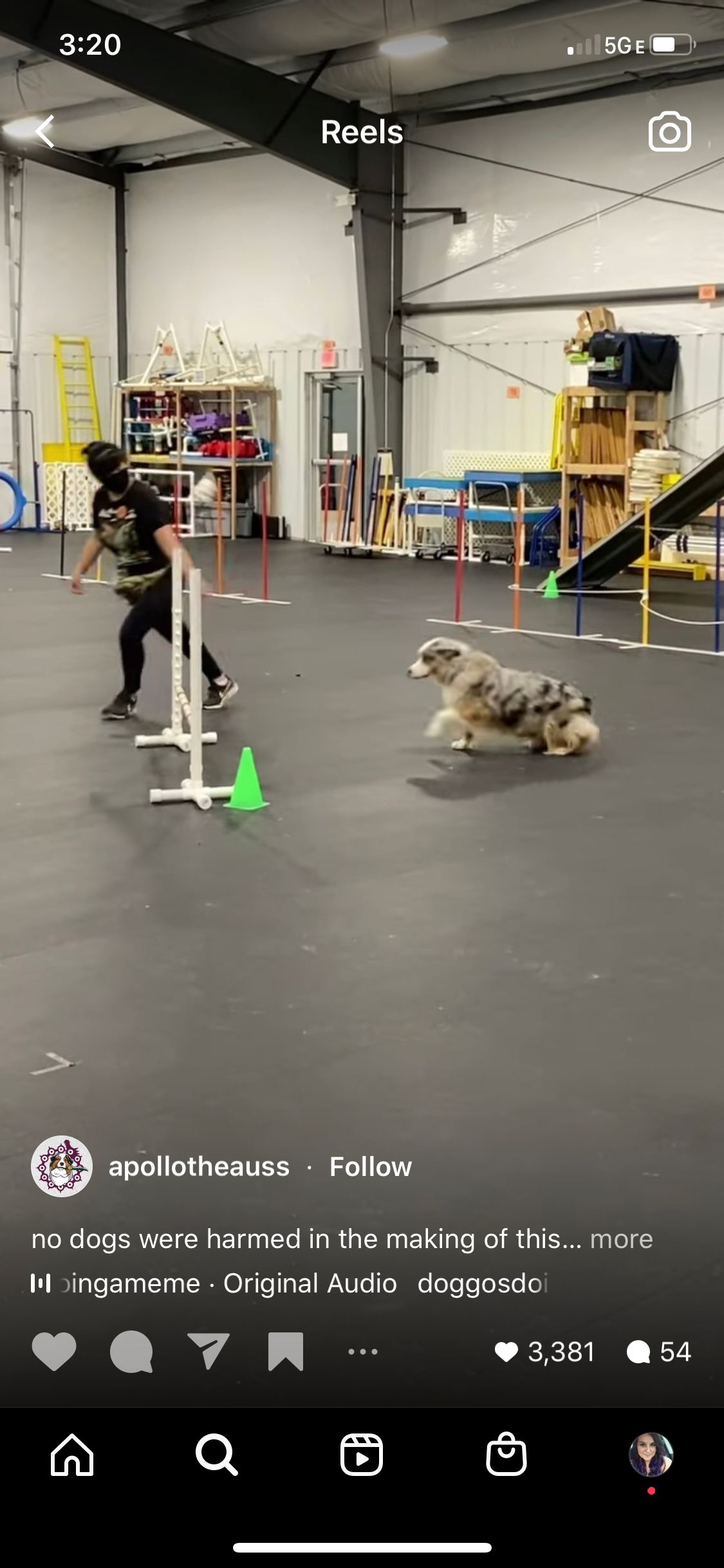 Video of Instagram user Apollo the Auss showing a funny training blunder.  