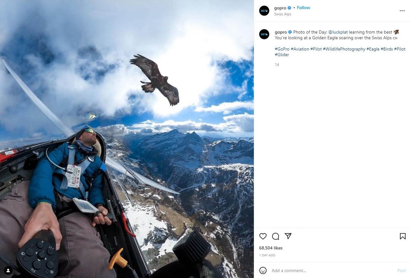 Image of a hawk in the air flying above a plane