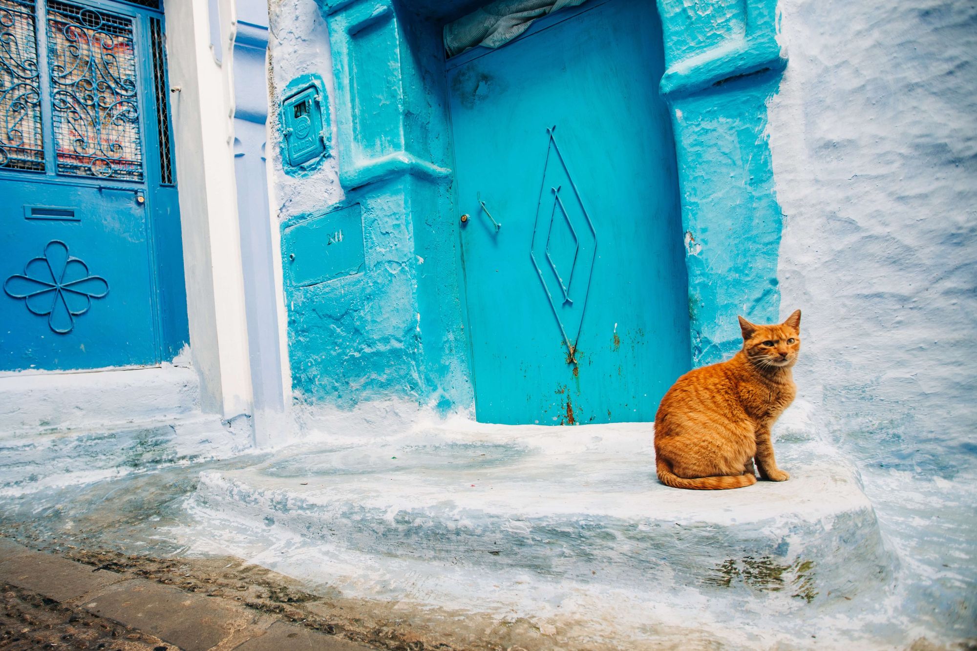 A cat sitting next to a blue door in Morocco