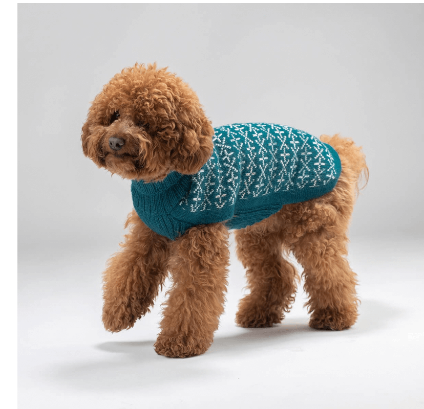 A small dog in a blue sweater.