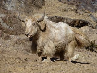 A yak in need of shaving