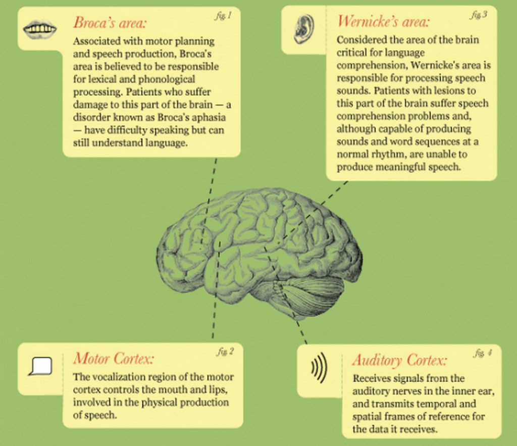 brain-language