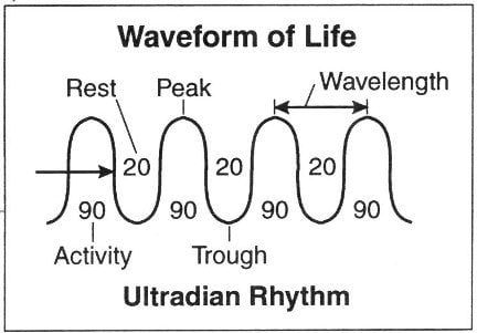 Waveform of life, ultradian rhythm