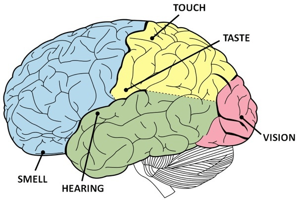 time perception - senses in the brain