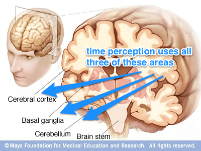 time perception in the brain