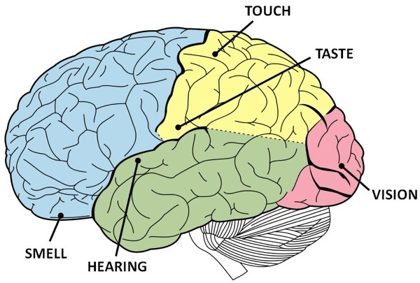 how our brain works, how our brains work, senses and the brain