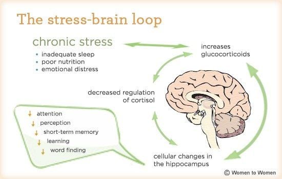 how our brain works, how our brains work and stress and brain
