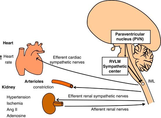 Brain and related organs