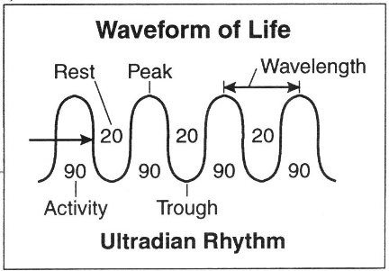 ultradian rhythms