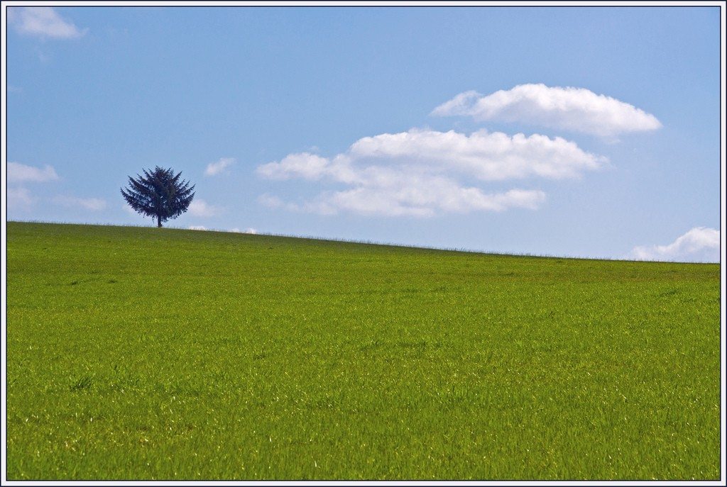 tree on hill