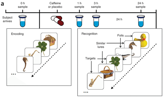 caffeine memory test