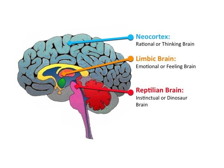 neocortex