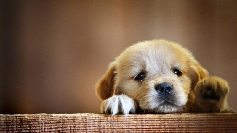 cute-puppy