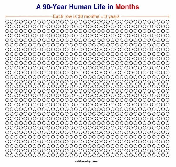 Human Life in Months - Wait But Why
