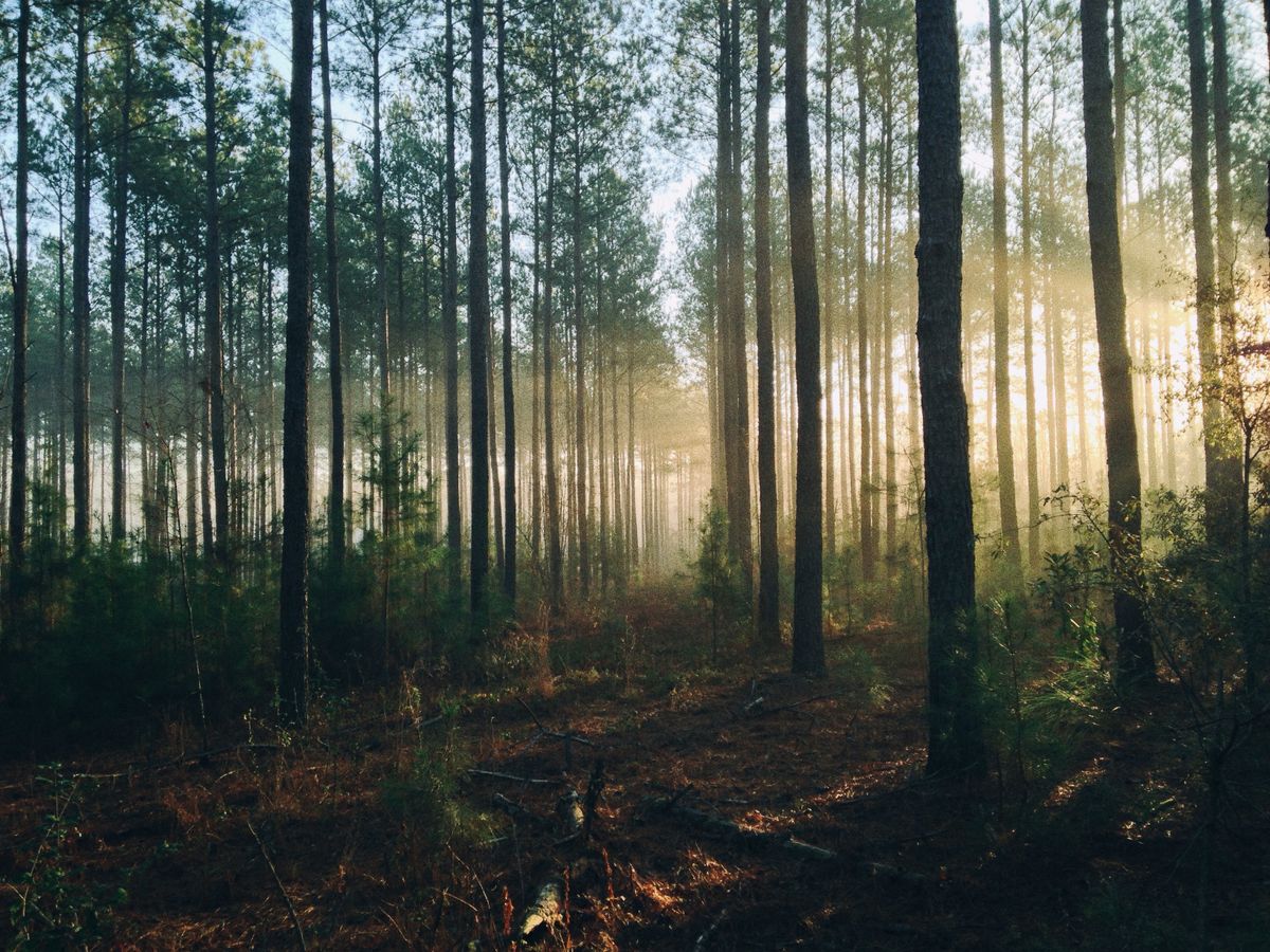 Why Wildbit’s Belief that Businesses are Imaginary Could Become the Future of Work