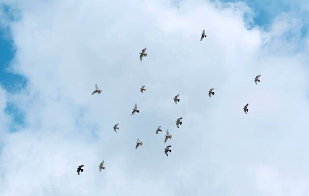 A flock of birds flying across a blue sky with clouds