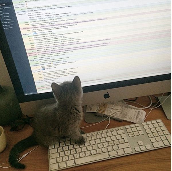 How Office Pets Benefit the Workplace (And The Pets of Buffer!)