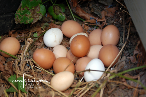 surprise egg nest4