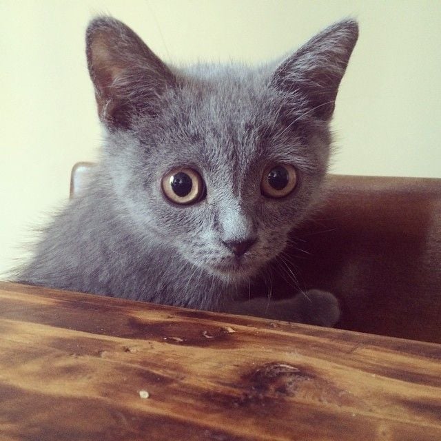 otto the kitten