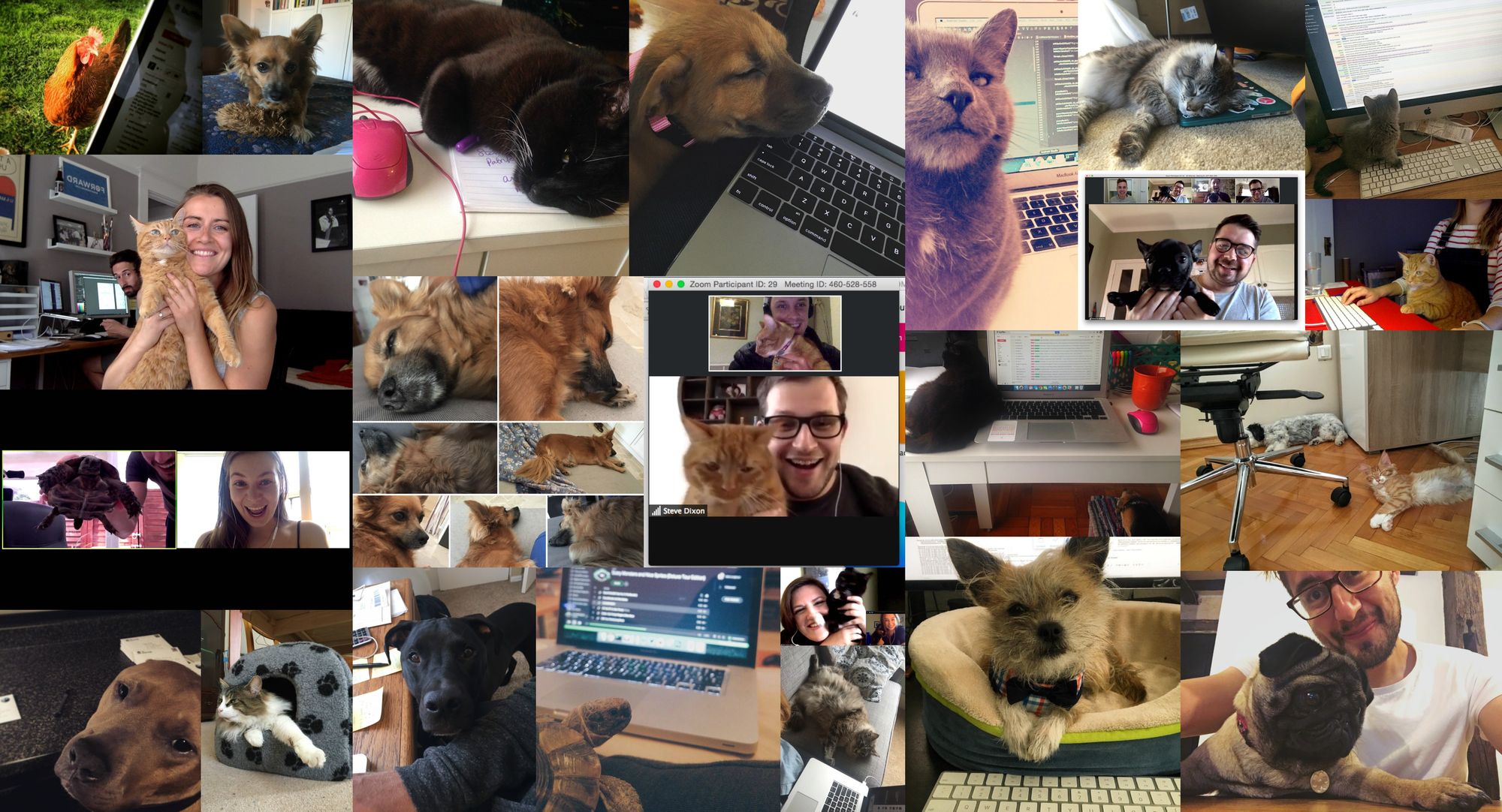 How Office Pets Benefit the Workplace (And The Pets of Buffer!)