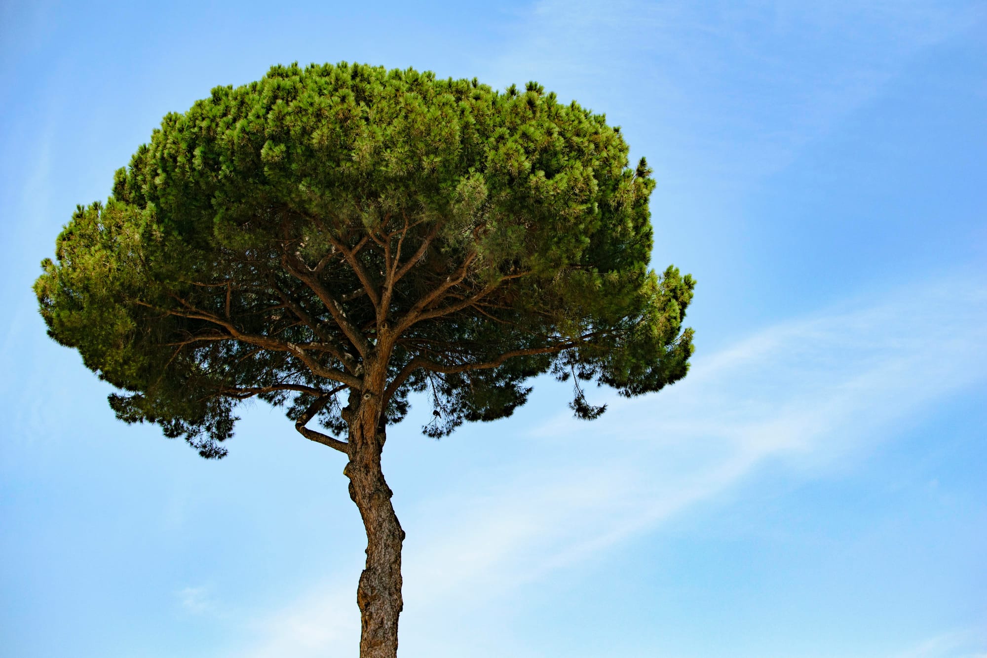 large tall tree with blue sky